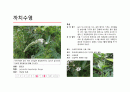 지피식물 도감 (30개) 16페이지