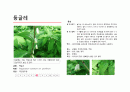 지피식물 도감 (30개) 18페이지
