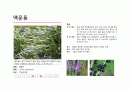 지피식물 도감 (30개) 19페이지