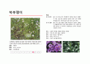 지피식물 도감 (30개) 24페이지