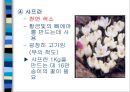 유럽의 음식문화  46페이지