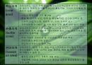 희망의 창 DMZ.ppt 17페이지
