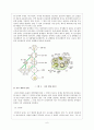 정자 형성과 난자 형성의 과정 (제주대학교/이화자/동물발생학/동발과제) 6페이지