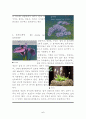 허브와인간생활 기말과제(송창길/송창길교수님/제주대학교/허브와인간생활) 5페이지