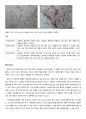 세포 관찰 레포트 4페이지