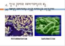 유산균소재 건강기능식품 19페이지