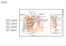 SHOULDER 3페이지