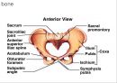 HIP & PELVIS 2페이지