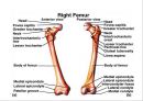 HIP & PELVIS 3페이지