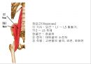 HIP & PELVIS 5페이지