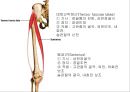 HIP & PELVIS 7페이지