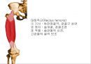 HIP & PELVIS 8페이지