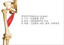 HIP & PELVIS 10페이지