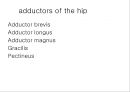 HIP & PELVIS 18페이지