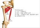 HIP & PELVIS 19페이지