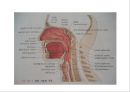 Lung 3페이지