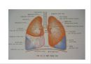 Lung 4페이지