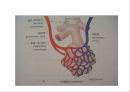 Lung 20페이지