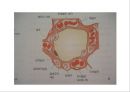 Lung 21페이지