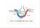 Lung 26페이지