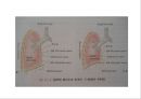 Lung 31페이지