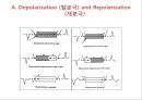  심전도 13페이지