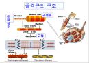[Dankook Sports Medicine] 02.골격근의 구조와 기능.ppt 2페이지