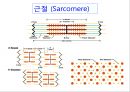 [Dankook Sports Medicine] 02.골격근의 구조와 기능.ppt 3페이지