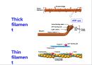 [Dankook Sports Medicine] 02.골격근의 구조와 기능.ppt 4페이지
