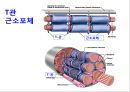 [Dankook Sports Medicine] 02.골격근의 구조와 기능.ppt 5페이지