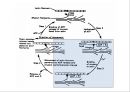 [Dankook Sports Medicine] 02.골격근의 구조와 기능.ppt 23페이지