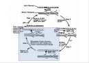 [Dankook Sports Medicine] 02.골격근의 구조와 기능.ppt 25페이지