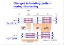 [Dankook Sports Medicine] 02.골격근의 구조와 기능.ppt 32페이지