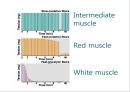 [Dankook Sports Medicine] 02.골격근의 구조와 기능.ppt 43페이지