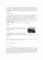 한국의 명절음식 (설, 대보름, 단오, 추석, 한식, 유두, 삼복, 동지의 유래, 세시풍속, 음식) 17페이지