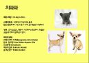 미국컨넬클럽(AKC)에 따른 견종(犬種).pptx 8페이지