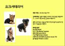 미국컨넬클럽(AKC)에 따른 견종(犬種).pptx 9페이지
