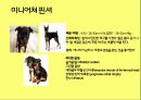 미국컨넬클럽(AKC)에 따른 견종(犬種).pptx 10페이지