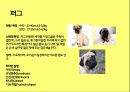 미국컨넬클럽(AKC)에 따른 견종(犬種).pptx 12페이지