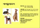 미국컨넬클럽(AKC)에 따른 견종(犬種).pptx 15페이지