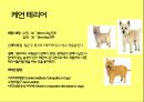 미국컨넬클럽(AKC)에 따른 견종(犬種).pptx 16페이지