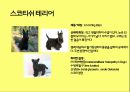 미국컨넬클럽(AKC)에 따른 견종(犬種).pptx 17페이지
