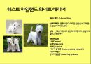 미국컨넬클럽(AKC)에 따른 견종(犬種).pptx 18페이지