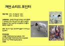 미국컨넬클럽(AKC)에 따른 견종(犬種).pptx 21페이지