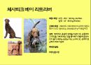 미국컨넬클럽(AKC)에 따른 견종(犬種).pptx 22페이지