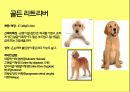 미국컨넬클럽(AKC)에 따른 견종(犬種).pptx 23페이지