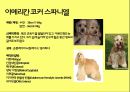 미국컨넬클럽(AKC)에 따른 견종(犬種).pptx 24페이지