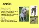 미국컨넬클럽(AKC)에 따른 견종(犬種).pptx 25페이지