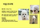 미국컨넬클럽(AKC)에 따른 견종(犬種).pptx 28페이지