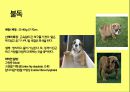 미국컨넬클럽(AKC)에 따른 견종(犬種).pptx 29페이지